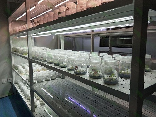 海尾镇植物组织培养实验室设计建设方案